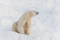 Cute calm polar bear