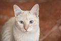 A cute calm white cat staring at you with