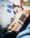 Cute caloco cat lying in bed under a blanket. Royalty Free Stock Photo