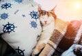 Cute caloco cat lying in bed under a blanket. Royalty Free Stock Photo