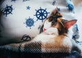 Cute caloco cat lying in bed under a blanket. Royalty Free Stock Photo