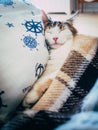 Cute caloco cat lying in bed under a blanket. Royalty Free Stock Photo