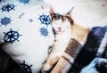 Cute caloco cat lying in bed under a blanket. Royalty Free Stock Photo