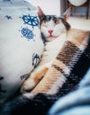 Cute caloco cat lying in bed under a blanket. Royalty Free Stock Photo