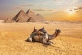 Cute camel in front of the Egyptian Pyramids, Giza desert Royalty Free Stock Photo