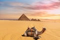 Cute camel in front of the Menkaure Pyramid complex, Giza, Cairo, Egypt Royalty Free Stock Photo