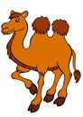 Cute camel stands and smiles. Royalty Free Stock Photo