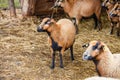 Cute Cameroon sheep in the forest Germany Royalty Free Stock Photo