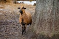 Cute Cameroon sheep in the forest Germany Royalty Free Stock Photo