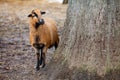 Cute Cameroon sheep in the forest Germany Royalty Free Stock Photo