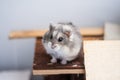 Cute campbell dwarf hamster in its shelter Royalty Free Stock Photo