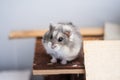 Cute campbell dwarf hamster in its shelter