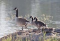 Cute Canada Goose Bird Family In Early Morning Light Standing On