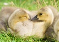 Cute Canada goose goslings Royalty Free Stock Photo