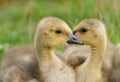 Cute Canada goose goslings Royalty Free Stock Photo