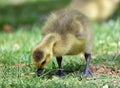 Cute canada gosling feeding