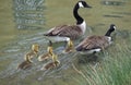 Cute canadian geese, family with newborn baby goslings swimming in the water