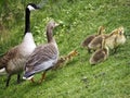 Cute canadian geese, family with newborn baby goslings on a meadow