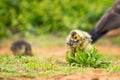 Cute canadian gosling baby eating grass near mother