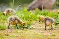 Cute canadian gosling baby eating grass near mother
