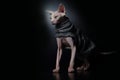 Cute Canadian hairless sphinx cat in fashion cape coat in black background, cat model photo