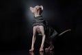 Cute Canadian hairless sphinx cat in fashion cape coat looking up. Black background