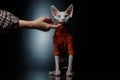 Cute Canadian hairless sphinx cat in fashion orange coat looking at the camera, a hand is touching the cat, Black background