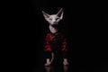 Cute Canadian hairless sphinx cat in fashion red coat looking at the camera. Black background