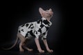 Cute Canadian hairless sphinx cat in fashion white black mixed coat look up,Black background. creative cat photo