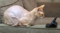 Cute Canadian hairless Sphynx, blue mink and white cat with green eyes, lying on a beige sofa