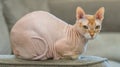 Cute Canadian hairless Sphynx, blue mink and white cat with green eyes, lying on a beige sofa Royalty Free Stock Photo