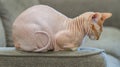 Cute Canadian hairless Sphynx, blue mink and white cat with green eyes, lying on a beige sofa