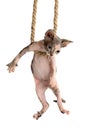 Cute canadian sphynx kitten hanging on rope