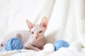 A cute Canadian Sphynx kitten lies next to skeins of colorful yarn. Funny and unusual pets