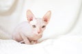 A cute Canadian Sphynx kitten lies on a white blanket and looks into the camera. Unusual pets and their life in the