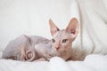 A cute Canadian Sphynx kitten lies on a white blanket and looks into the camera. Unusual pets and their life in the