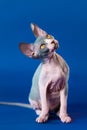 Cute Canadian Sphynx kitten looks up with yellow eyes, trustingly listens to answer to his question