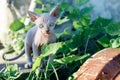 Portrait of nice pink Canadian sphynx kitten standing between green plants