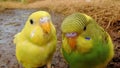 cute canaries posing for the camera