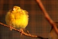 Cute canary bird Royalty Free Stock Photo