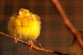 Cute canary bird