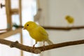 Adorable Canary Bird: A Charming Companion Royalty Free Stock Photo