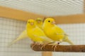 Canary birds stand on perch in a cage at home