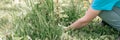 cute candid little six year old kid boy gardener and farmer with hands in gloves pull and weeding weeds wild gras