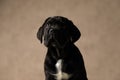 Cute cane corso dog looking up and being curious