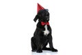 Cute cane corso dog wearing a birthday hat Royalty Free Stock Photo