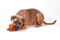 Cute cane corso playing with toy.