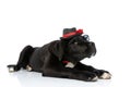 Cute cane corso puppy with hat and sunglasses looking up Royalty Free Stock Photo