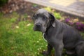 Cute cane corso puppy in the yard against grass background