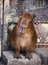 Cute capibara kid in the zoo, a selective focus